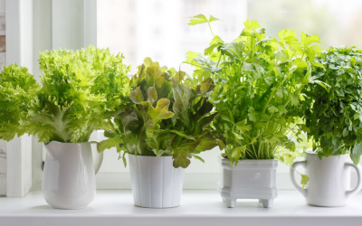 Health Benefits and Uses for Home-Grown Herbs