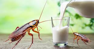 [LISTEN] Would You Drink Cockroach Milk, The New Superfood?