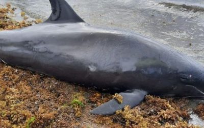 Dolphins Found Dead following Mauritius Shipwreck Oil Spill