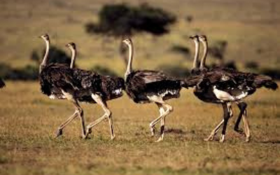 All About Ostriches On Radio Islam