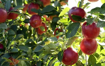 Produce Prices in Uganda Collapse as a Result of Pandemic