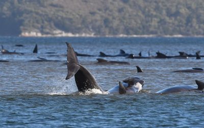 Almost 400 Whales Dead in Tasmania Stranding