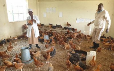 Lockdown Impact – Classrooms Occupied by Chickens