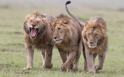 Three Children Killed by Lions near Tanzania’s Ngorongoro Wildlife Reserve