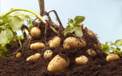Potato price exploded in South Africa
