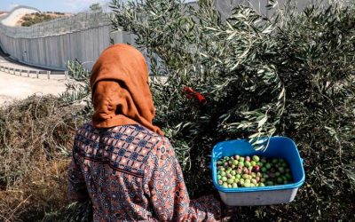 Israel Urged to Protect Palestinian Olive Farmers, Harvest from Settler Violence