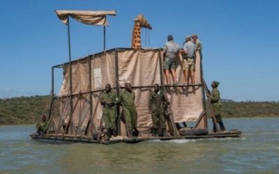 Kenya Based Organisation Rescues Endangered Giraffe
