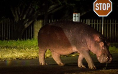 Residents Urged to Report Location of Hippo Roaming Fourways in Johannesburg