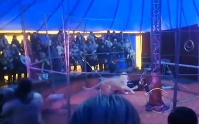 WATCH: Lioness Sinks Teeth into Tamer during Circus Performance