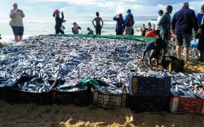 KZN Sardine Run 2021 in Full Swing
