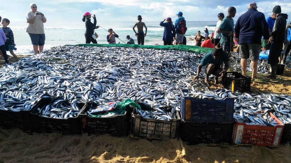 KZN Sardine Run 2021 in Full Swing
