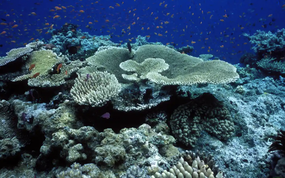 [LISTEN] The Great Barrier Reef in Australia in Danger & More on the UN Report With Zeenat Abdool