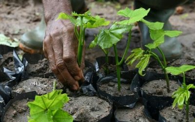 Five Million Trees Planted in a Day in Green Ghana Project