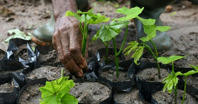 Five Million Trees Planted in a Day in Green Ghana Project