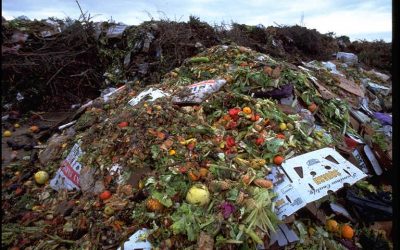 [LISTEN] New CSIR Study Reveals 45% of Available Food Supply in SA is Wasted