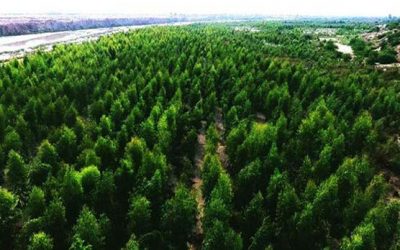 [LISTEN] Pakistani High Commissioner to South Africa Mazhar Javed Speaks to Radio Islam about Pakistan’s Ten Billion Tree Tsunami Project