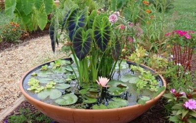 [LISTEN] DA Creates Gardens at Dump Sites