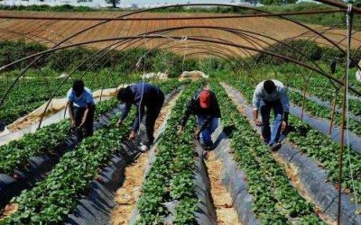 [LISTEN] Australia Offers Residency to Asian Farm Labourers