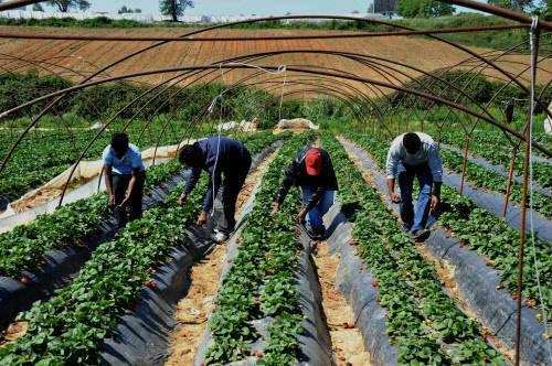 [LISTEN] Australia Offers Residency to Asian Farm Labourers