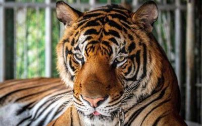 [LISTEN] Tiger in Captivity in Impala Park