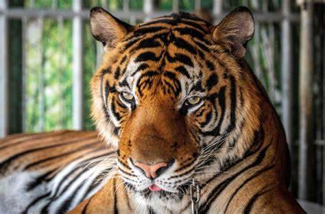 [LISTEN] Tiger in Captivity in Impala Park