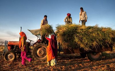 Indian Parliament Votes to Repeal Farm Laws