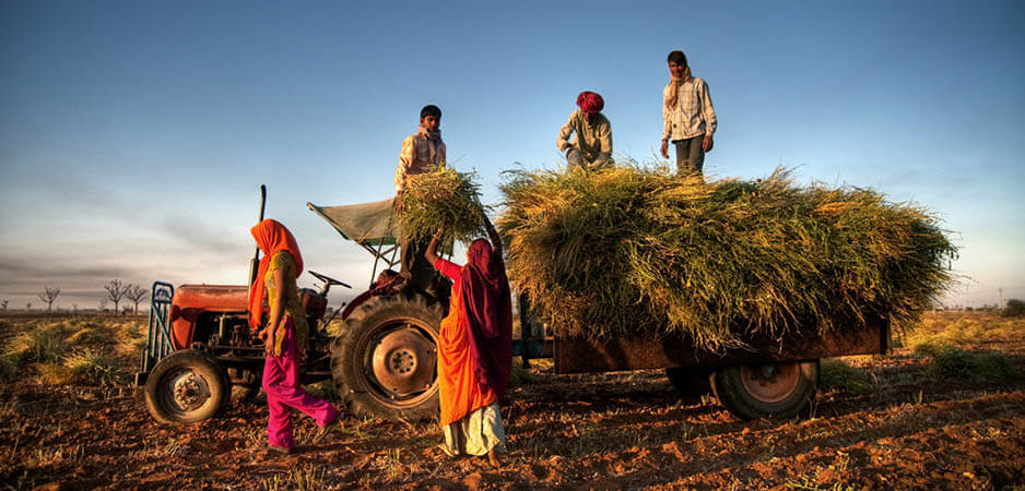 Indian Parliament Votes to Repeal Farm Laws