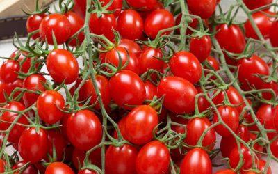 [LISTEN] Skyrocketing Tomato and Potato Prices Expected to Continue through Holiday Season