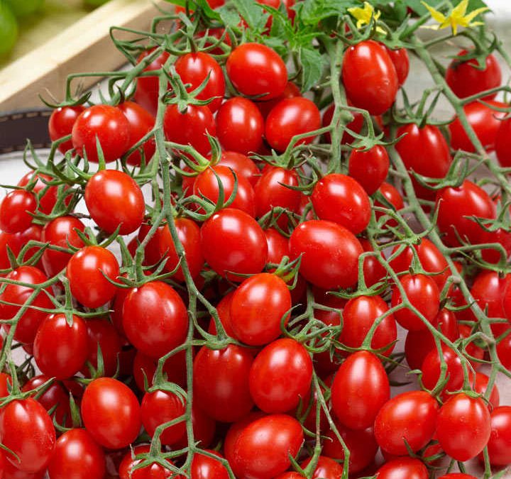 [LISTEN] Skyrocketing Tomato and Potato Prices Expected to Continue through Holiday Season