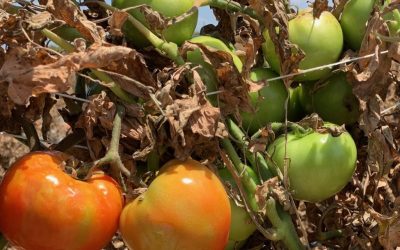 Why has the price of tomatoes suddenly increased?