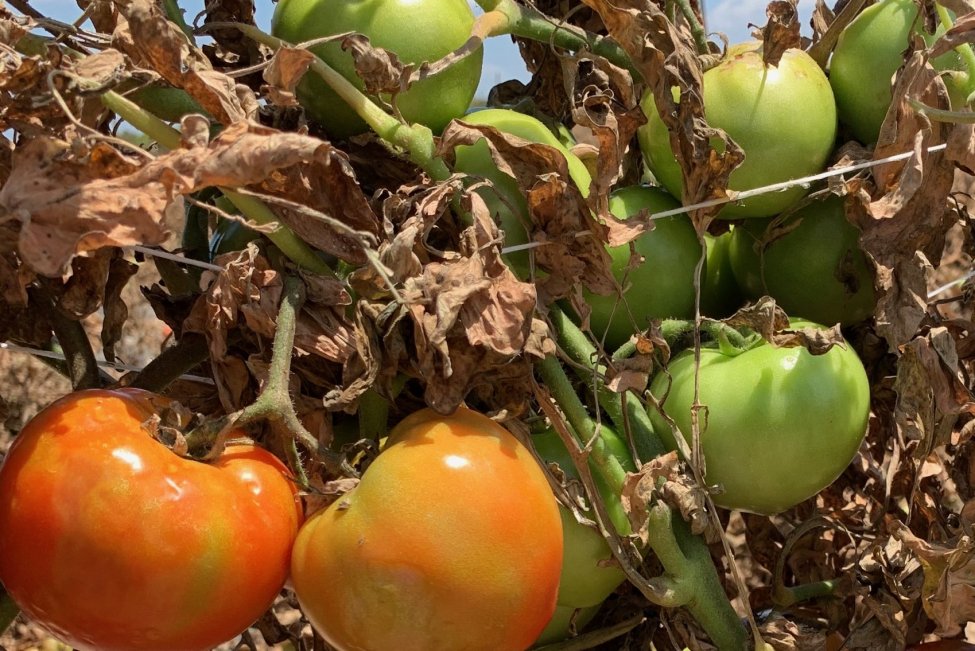Why has the price of tomatoes suddenly increased?