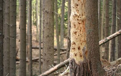 Beetles Infecting & Killing SA Trees Could Cost Municipalities R275-Billion