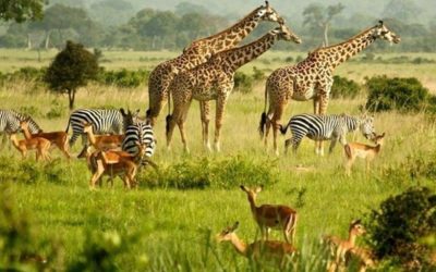 Reports Claim That Donor Animals Saving Other Animals Lives