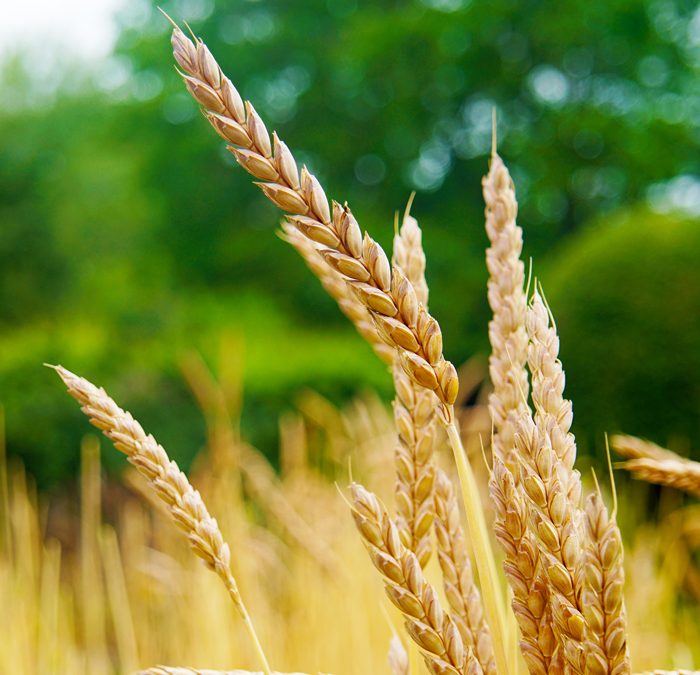 EU Comes Up With Solidarity Lane to Transport Grain From Ukraine to Africa