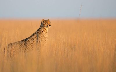 University of Pretoria Vets Lead Revival of India’s Extinct Cheetah By Importing From Africa