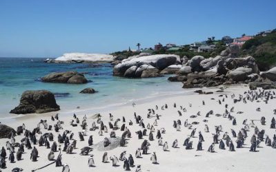 Bird flu detected in Boulders beach penguins