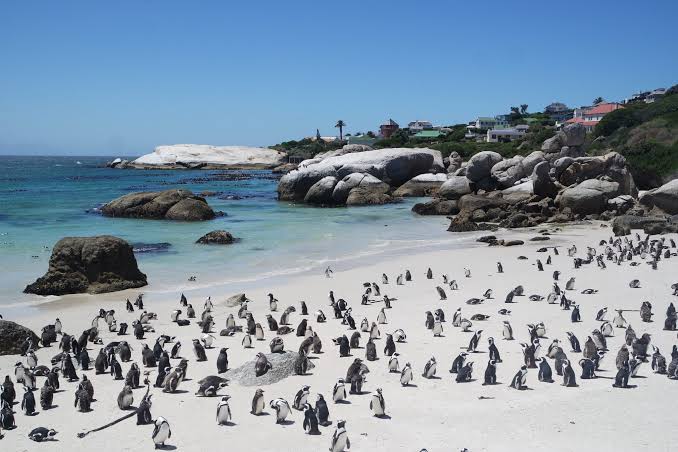 Bird flu detected in Boulders beach penguins