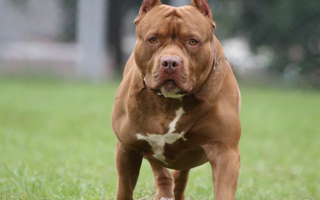 Benoni woman granted bail after comments to ban black people instead of pit bull