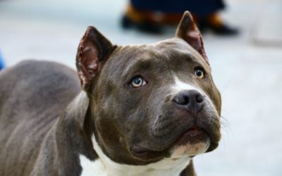 Infant mauled to death by Pit Bull in East London