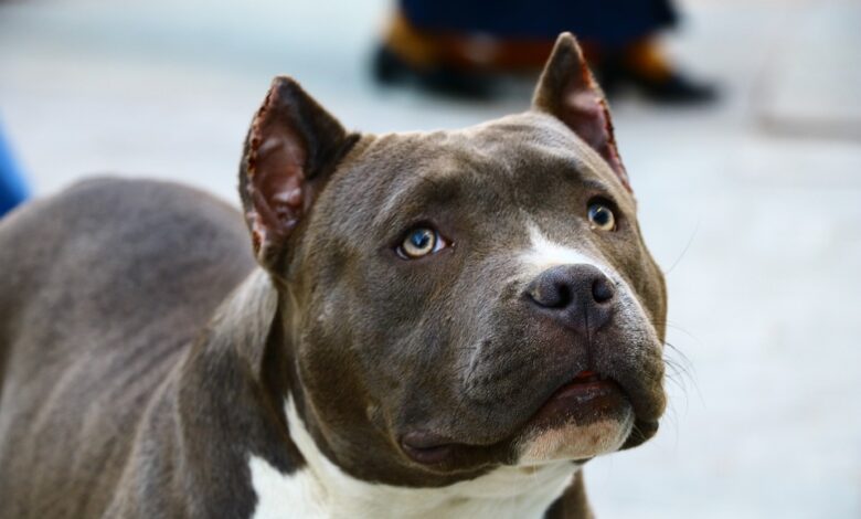 Infant mauled to death by Pit Bull in East London