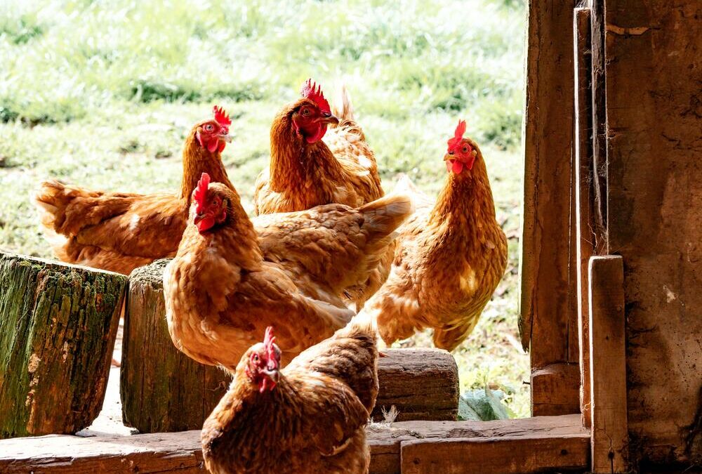 10 million chickens mulled due to SA’s ongoing electricity crisis
