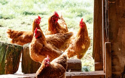 10 million chickens mulled due to SA’s ongoing electricity crisis