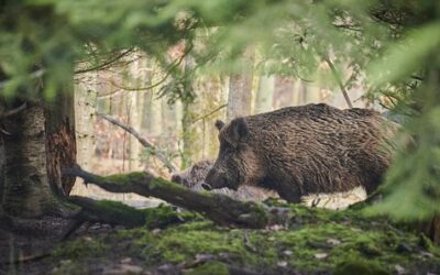 Greece detects African swine fever in a wild boar