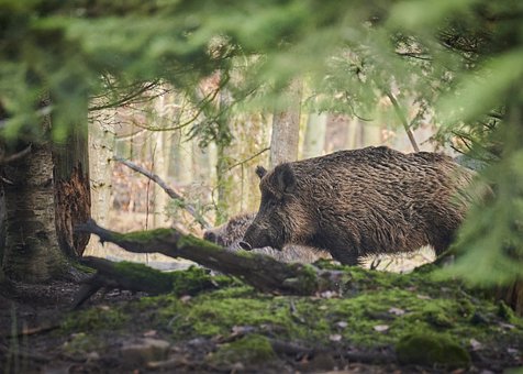 Greece detects African swine fever in a wild boar