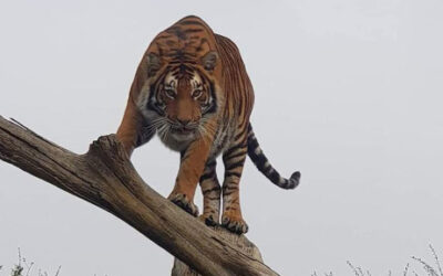 Escaped tigress from Midvaal still on the loose; search teams intensify efforts