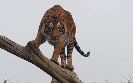Escaped tigress from Midvaal still on the loose; search teams intensify efforts