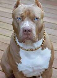 Are Pitbulls just inherently violent dogs?